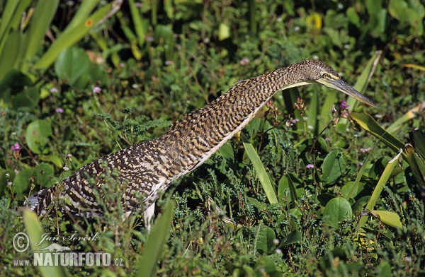 Bare-throated Tiger Heron (Tigrisoma mexicanum)