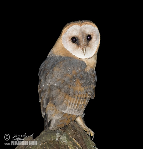 Barn Owl (Tyto alba)