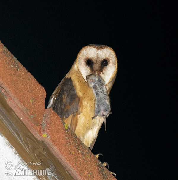 Barn Owl (Tyto alba)