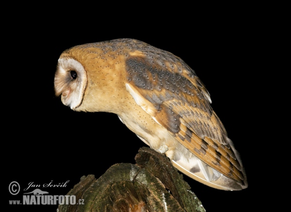 Barn Owl (Tyto alba)