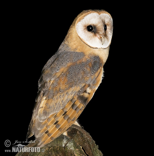 Barn Owl (Tyto alba)