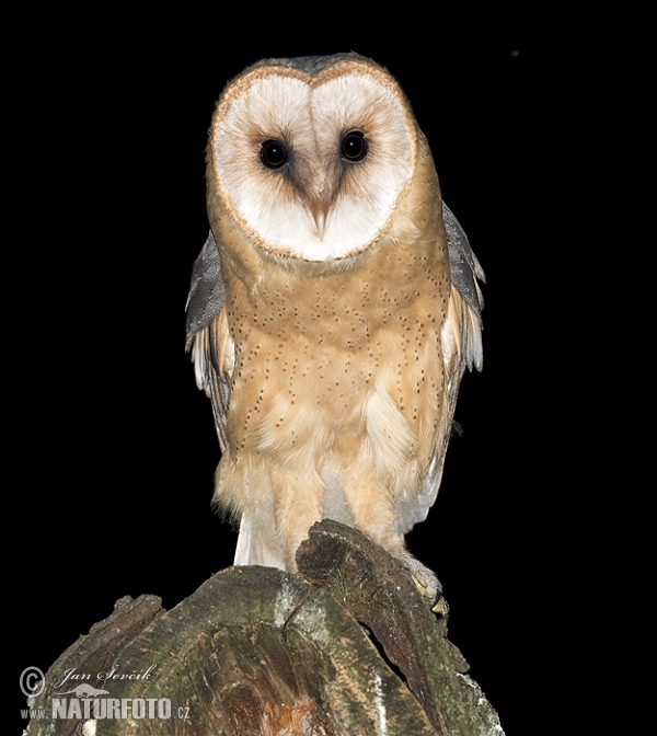 Barn Owl (Tyto alba)