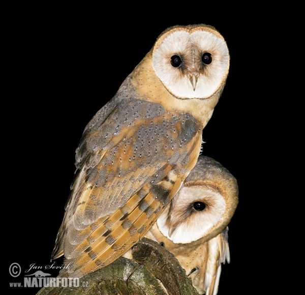 Barn Owl (Tyto alba)