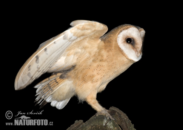 Barn Owl (Tyto alba)