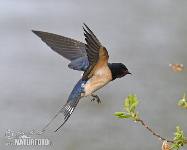 Barn Swallow (Hirundo rustica)