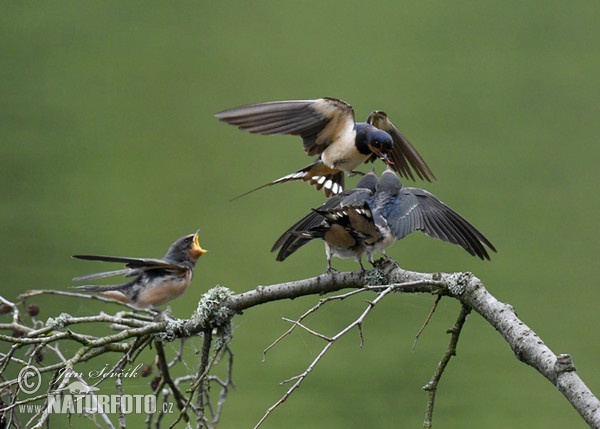 Barn Swallow (Hirundo rustica)