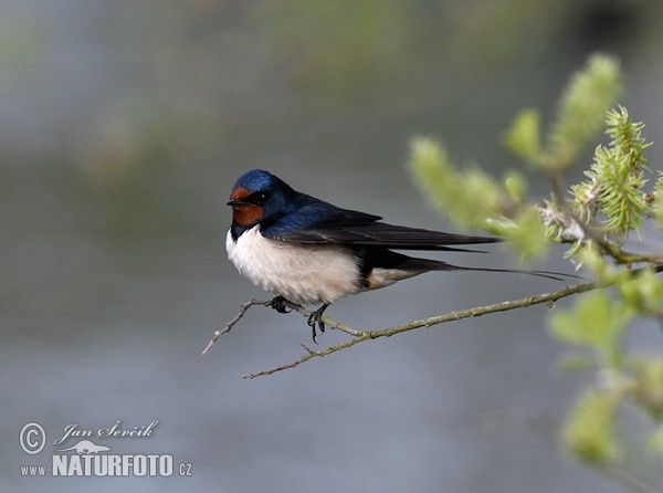 Barn Swallow (Hirundo rustica)