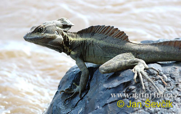 Basiliscus basiliscus