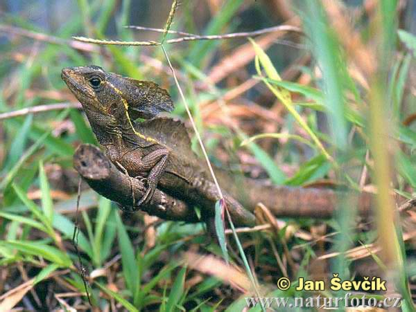 Basiliscus basiliscus