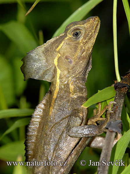 Basiliscus vittatus