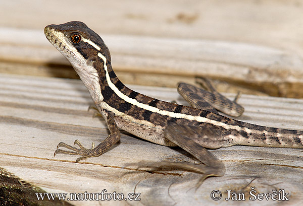 Basiliscus vittatus