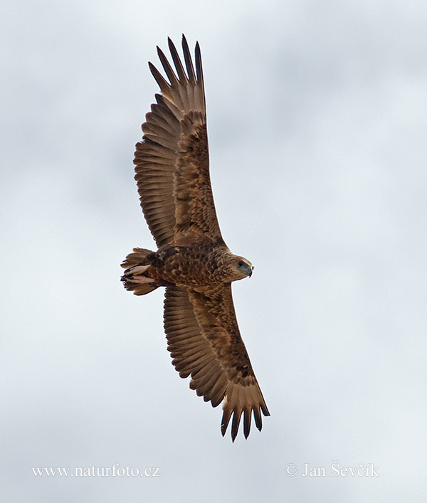 Bateleur des savanes