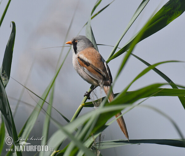 Bearded Reedling (Panurus biarmicus)