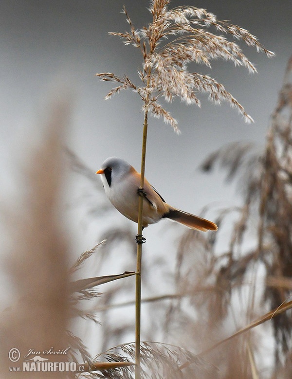 Bearded Reedling (Panurus biarmicus)