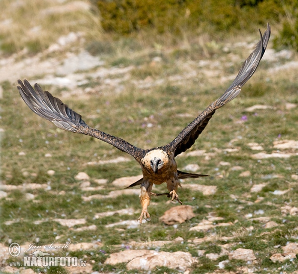 Bearded Vulture (Gypaetus barbatus)