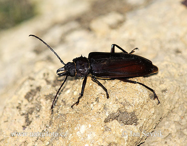 Beetle (Stenodontes exertus)