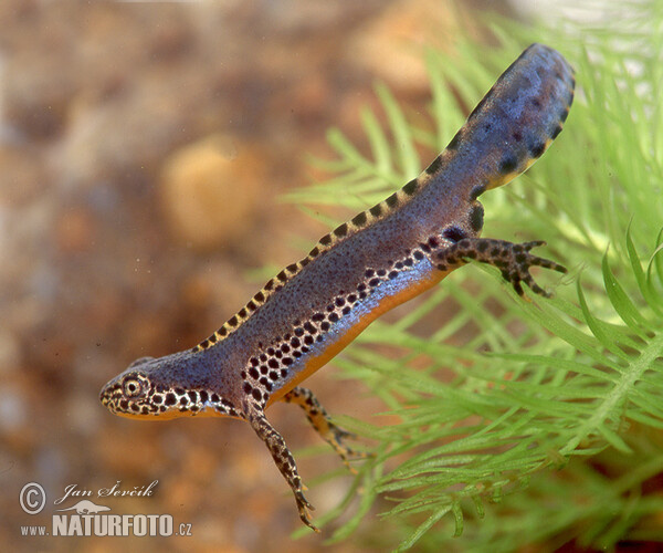 Bergvattensalamander