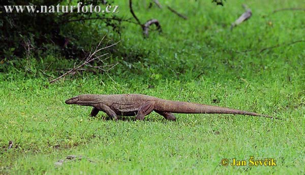 Biawak Bengal