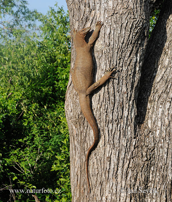 Biawak Bengal