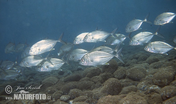 Bigeye trevelly (Caranx sexfasciatus)