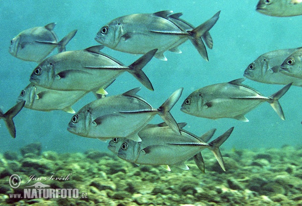 Bigeye trevelly (Caranx sexfasciatus)