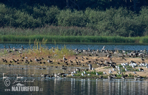 Birds (Aves)