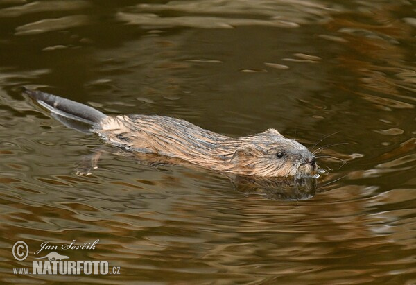 Bisam (Ondatra zibethicus)