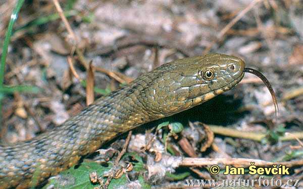 biscia tassellata