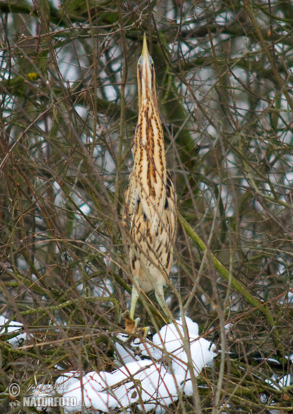 Bittern (Botaurus stellaris)