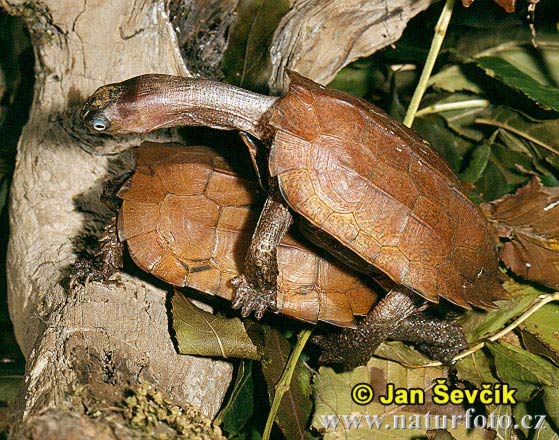 Black-breasted leaf Turtle (Geoemyda spengleri)