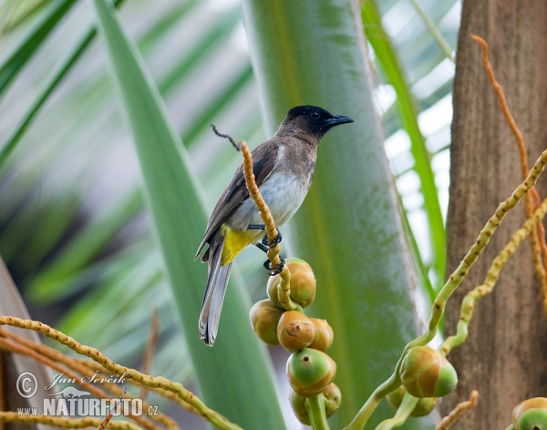 Black-eyed Bulbul (Pycnonotus barbatus)