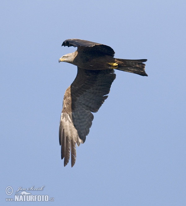 Black Kite (Milvus migrans)