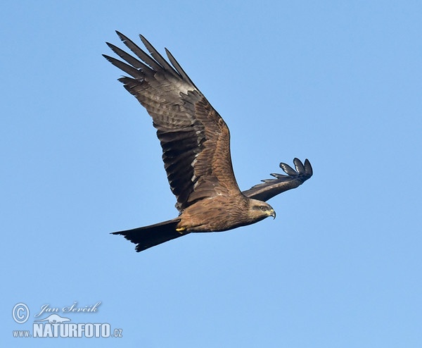 Black Kite (Milvus migrans)