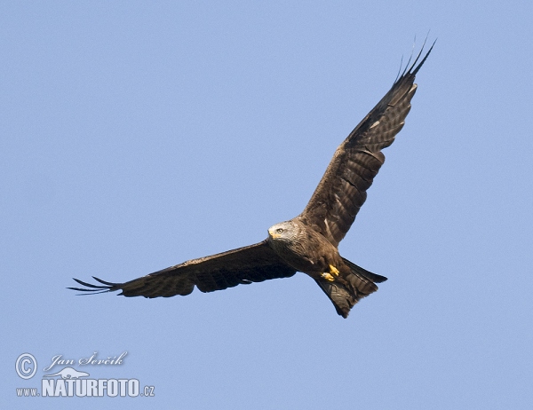 Black Kite (Milvus migrans)