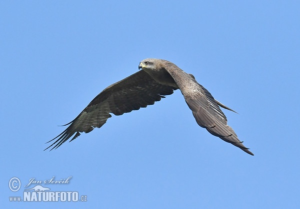 Black Kite (Milvus migrans)