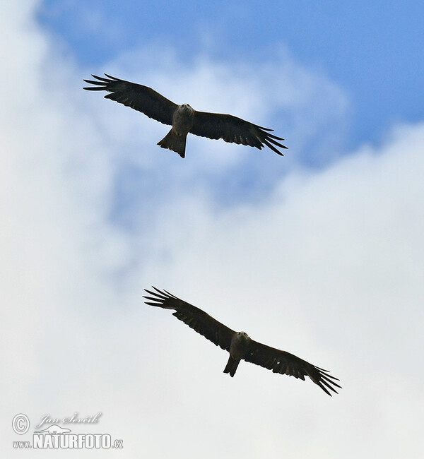 Black Kite (Milvus migrans)