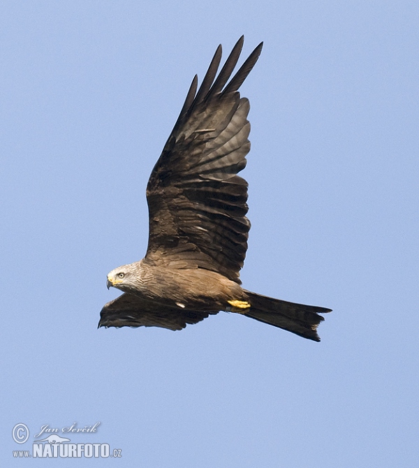 Black Kite (Milvus migrans)