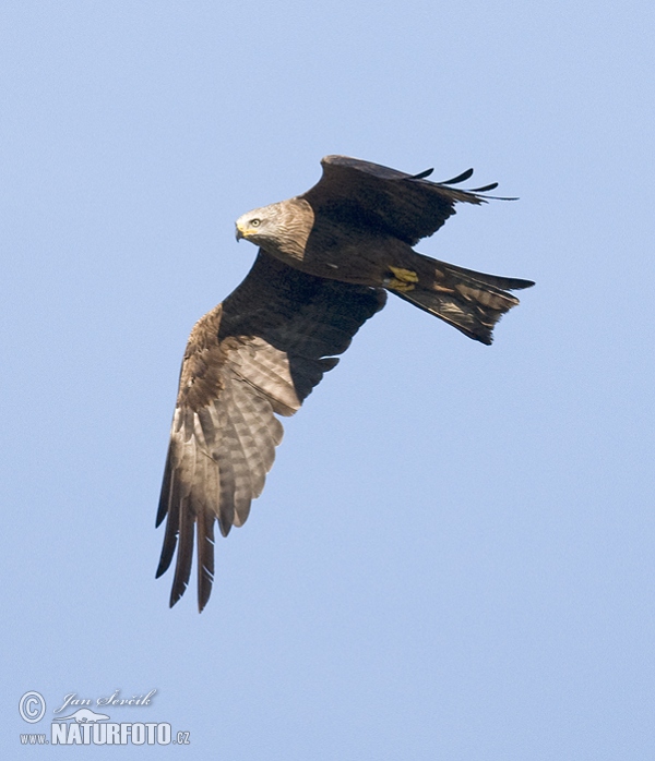 Black Kite (Milvus migrans)