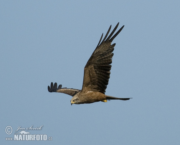 Black Kite (Milvus migrans)