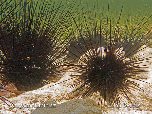 Black Longspine Urchin (Diadema setosum)