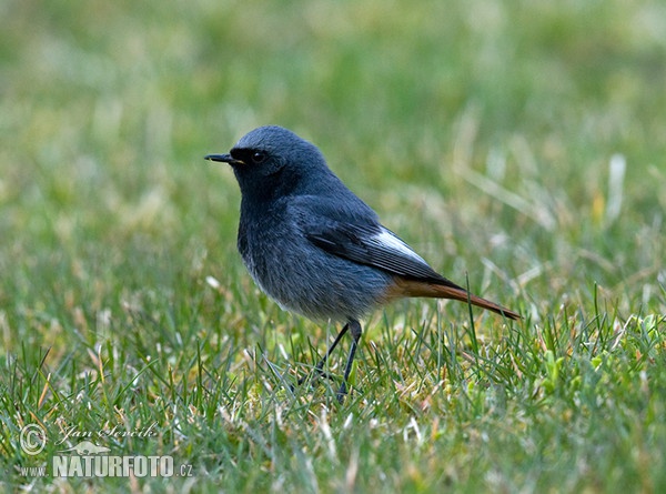 Black Redstart (Phoenicurus ochruros)