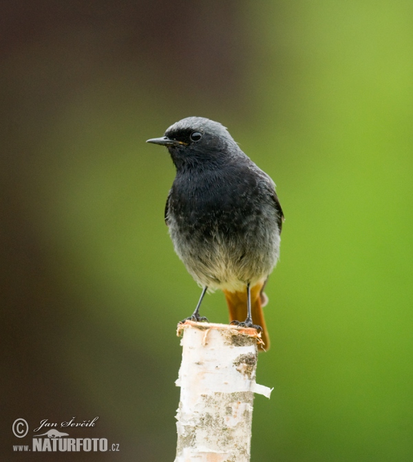 Black Redstart (Phoenicurus ochruros)