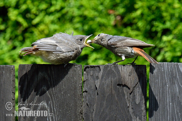 Black Redstart (Phoenicurus ochruros)