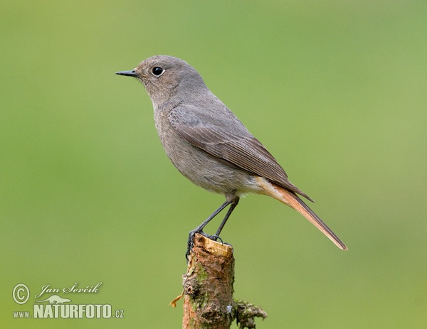 Black Redstart (Phoenicurus ochruros)