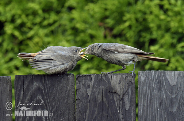 Black Redstart (Phoenicurus ochruros)