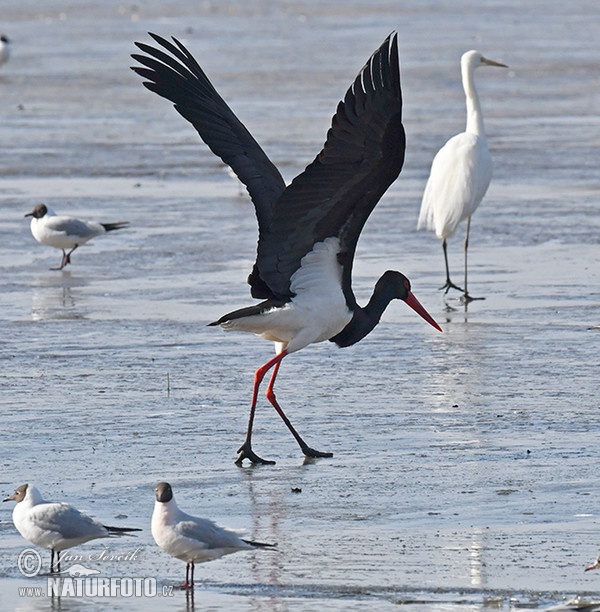 Black Stork (Ciconia nigra)