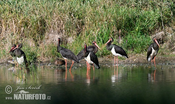 Black Stork (Ciconia nigra)