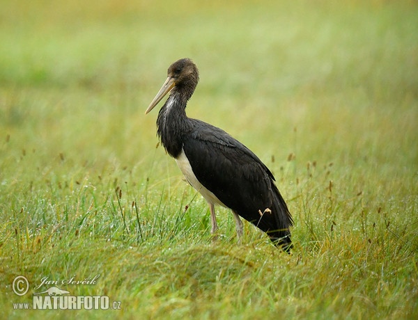 Black Stork (Ciconia nigra)