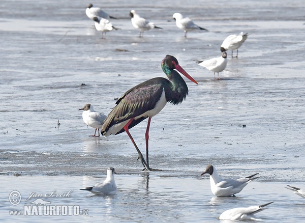 Black Stork (Ciconia nigra)