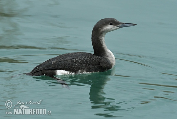 Black-throated Diver (Gavia arctica)